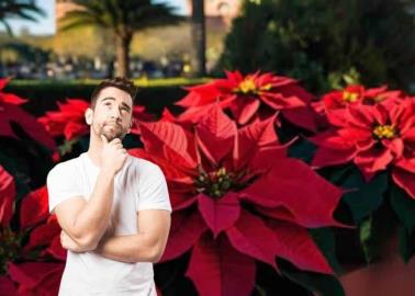 Nochebuena: así puedes cuidar tu planta navideña y mantenerla hermosa