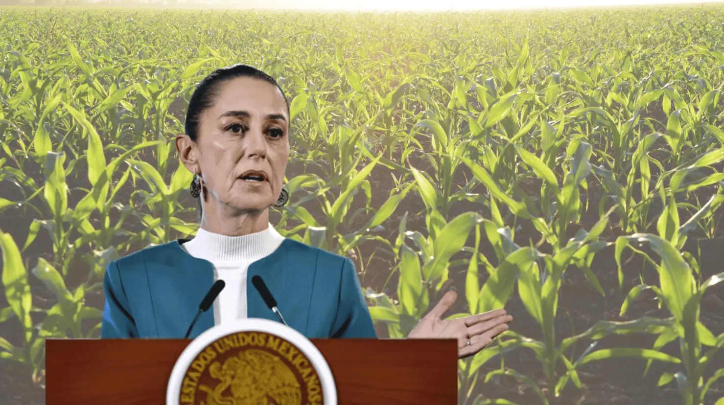 La presidenta Sheinbaum apuntó que se legislará en febrero para prohibir que en México se siembre maíz transgénico