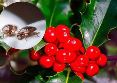 3 plantas navideñas que atraen las chinches y pocos lo saben