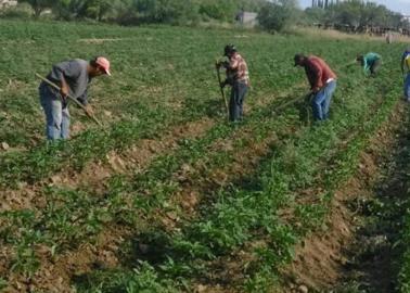 Avanza cosecha de hortalizas en el Valle del Mayo