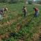 Avanza cosecha de hortalizas en el Valle del Mayo