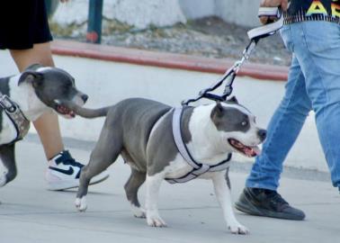 Denuncia la asociación Patita Amiga de Navojoa  muchos perros extraviados debido a la pirotecnia