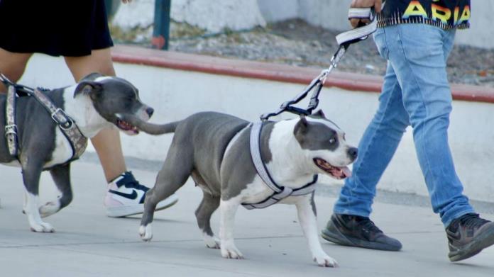 Denuncia la asociación Patita Amiga de Navojoa muchos perros extraviados debido a la pirotecnia Denuncia la asociación Patita Amiga de Navojoa muchos perros extraviados debido a la pirotecnia