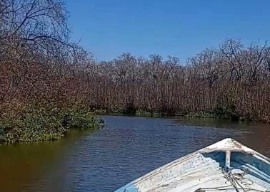 Afecta sequía a los manglares en el Sur de Sonora