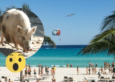 Pig Beach, el destino turístico más emblemático de Yucatán, se cierra; esto se sabe