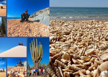 Esta playa de Sonora tiene paisajes de ensueño, con caracoles, dunas y bosque de sahuaros