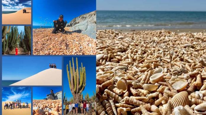 Esta playa de Sonora tiene paisajes de ensueño, con caracoles, dunas y bosque de sahuaros