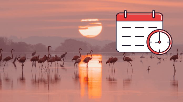 ¿Cuándo es la mejor temporada para ver flamencos en Celestún, Yucatán? ¿Cuándo es la mejor temporada para ver flamencos en Celestún, Yucatán?