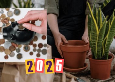 Atrae el dinero durante el 2025 empleando la planta Lengua de Suegra 