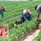 Trabajadora agrícola da a luz en plena faena y entre los surcos