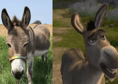 Muere Perry, el animal que inspiró a Burro en Shrek