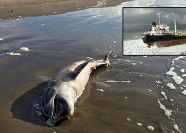 Desastre ecológico en el Mar Negro: derrame de crudo deja más de 61 delfines muertos