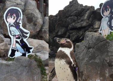 ¿Conocías la historia de Grape-kun? El pingüino que se enamoró de un personaje de anime