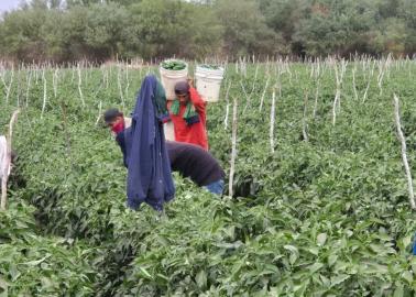 Preocupa a horticultores descenso de temperatura