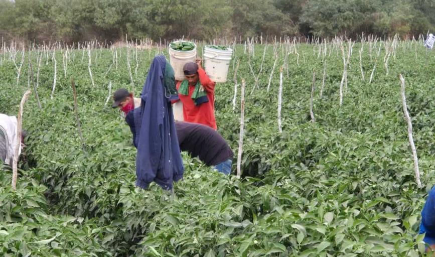 Preocupa a horticultores descenso de temperatura