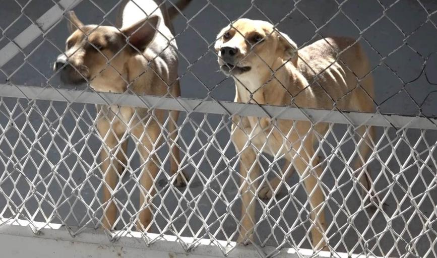 Sobrepoblación canina sigue siendo un problema en Navojoa