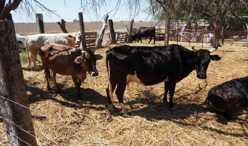 Esperan reanudar exportación de ganado sonorense