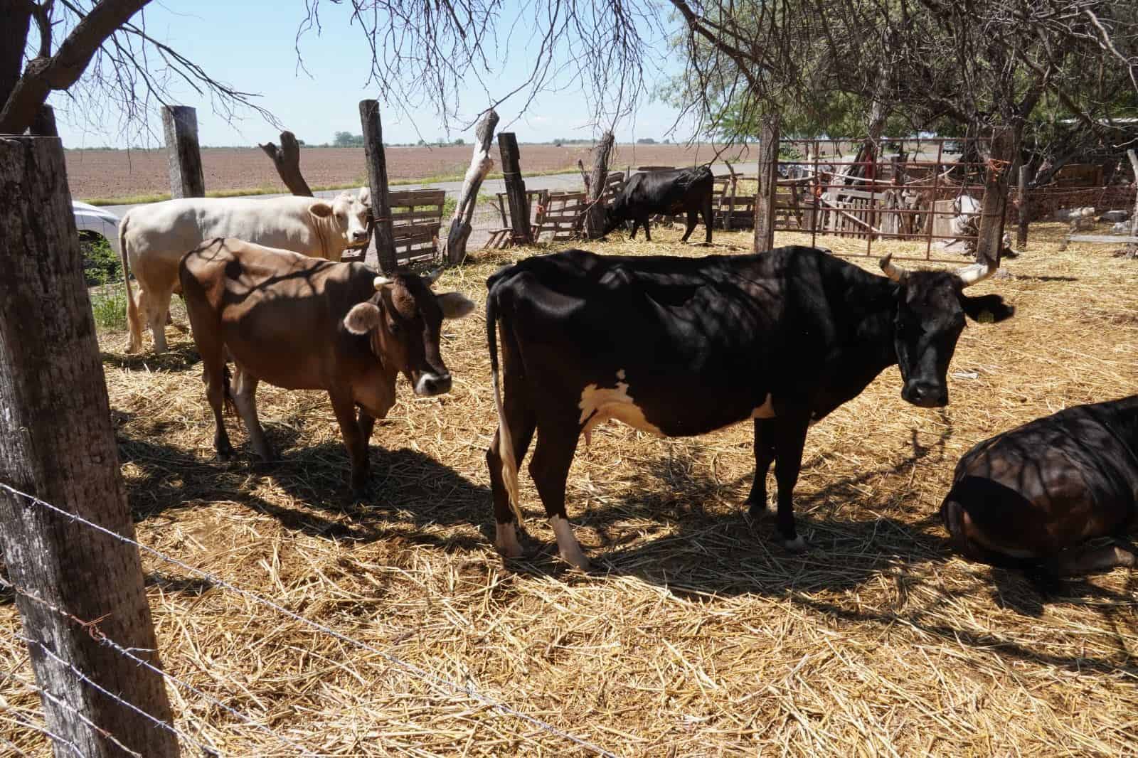 Esperan reanudar exportación de ganado sonorense