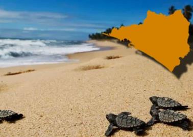 IA revela la playa más famosa para liberar tortugas en Colima