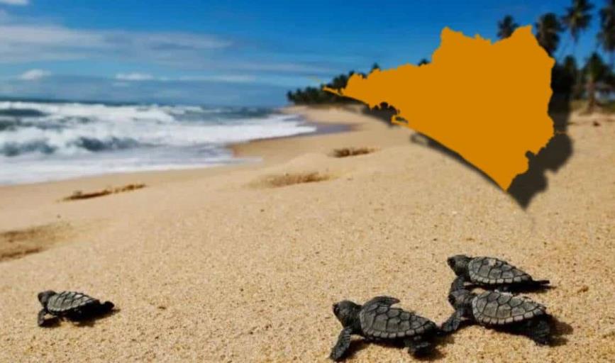 IA revela la playa más famosa para liberar tortugas en Colima