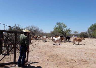 Lluvia alienta a ganaderos del Sur de Sonora