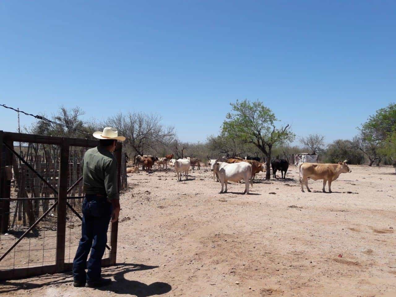 Lluvia alienta a ganaderos del Sur de Sonora