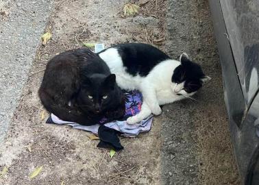 Ya se atiende sobrepoblación de gatos en escuela: Salud Municipal