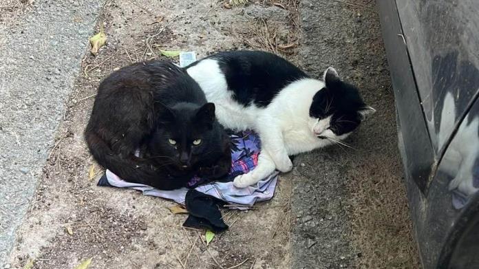 Ya se atiende sobrepoblación de gatos en escuela: Salud Municipal Ya se atiende sobrepoblación de gatos en escuela: Salud Municipal