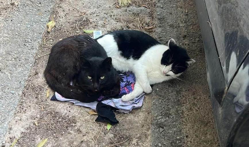 Ya se atiende sobrepoblación de gatos en escuela: Salud Municipal