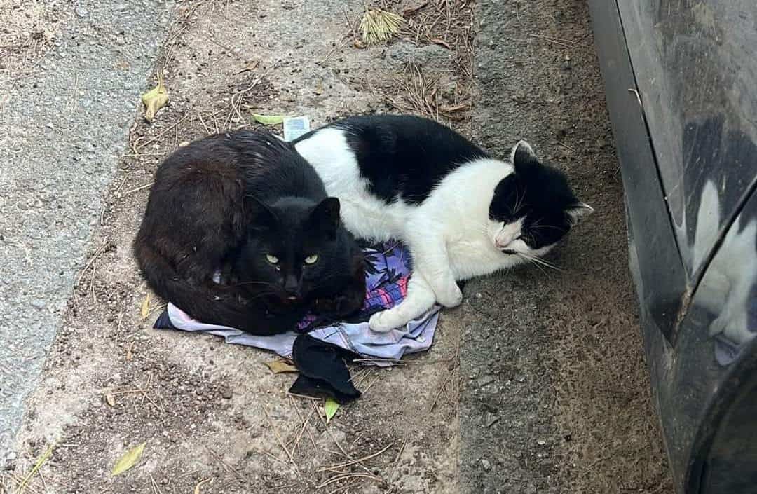 Ya se atiende sobrepoblación de gatos en escuela: Salud Municipal