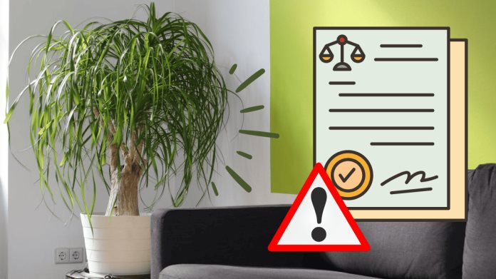 ¿Por qué es ilegal tener una planta pata de elefante en casa? Esto se sabe