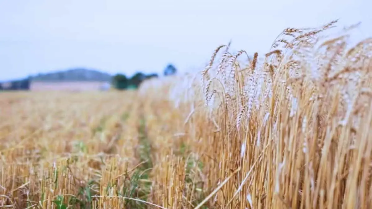 ¿Qué pasará con los cultivos del valle del Yaqui y Mayo tras bajas ...