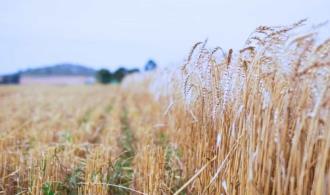 ¿Qué pasará con los cultivos del valle del Yaqui y Mayo tras bajas temperaturas?