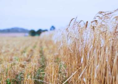 ¿Qué pasará con los cultivos del valle del Yaqui y Mayo tras bajas temperaturas?