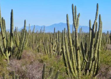 Consultan sobre Reserva del Bosque Pitayal