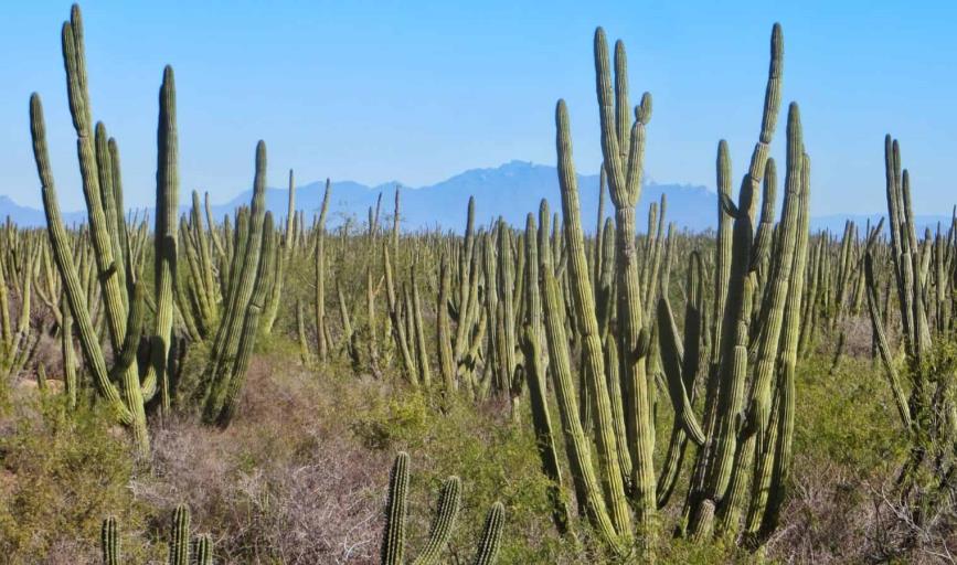 Consultan sobre Reserva del Bosque Pitayal