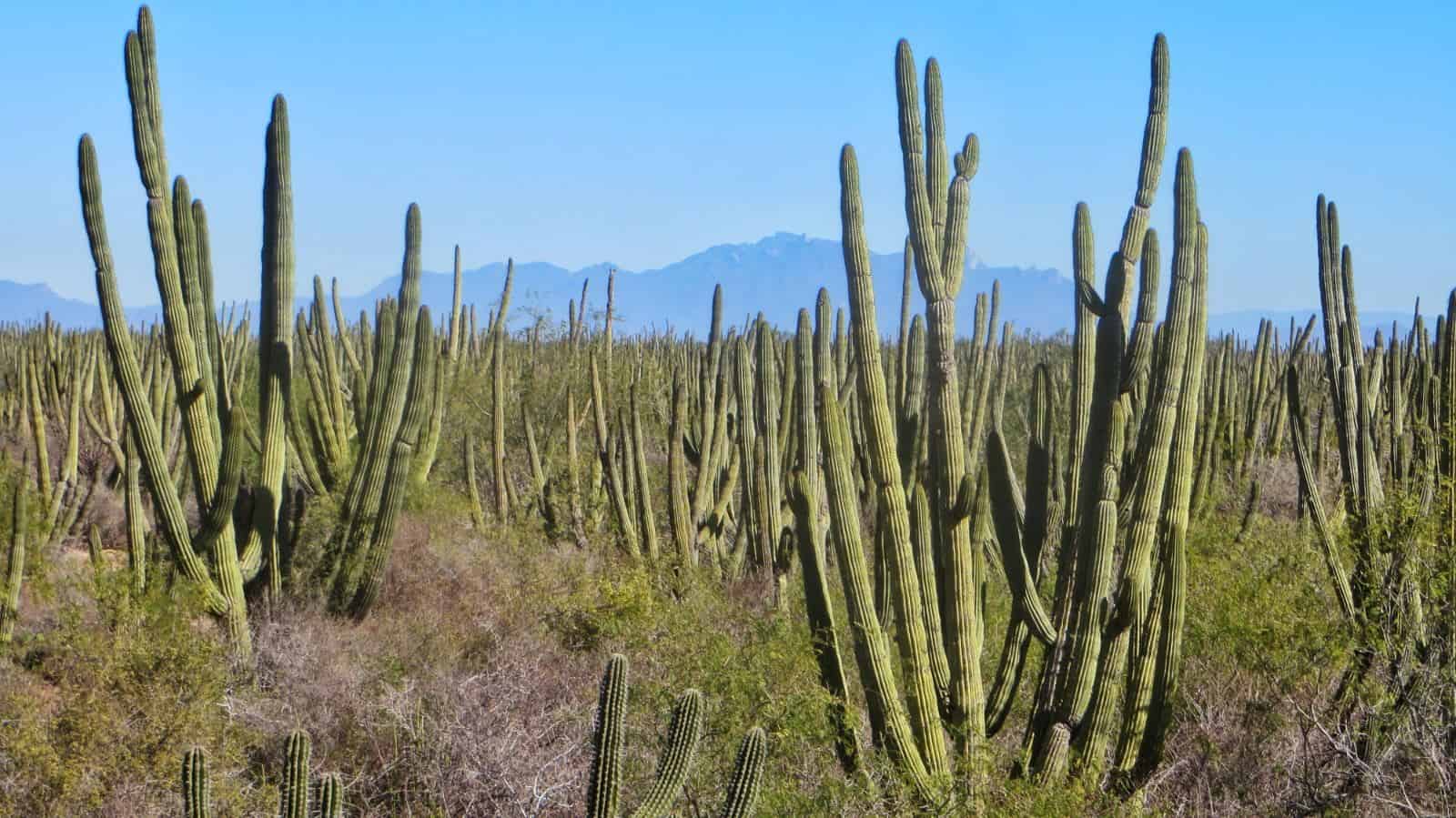 Consultan sobre Reserva del Bosque Pitayal