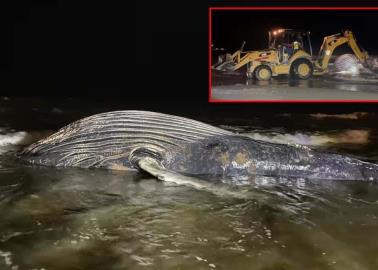 ¿La muerte de la ballena de Mazatlán fue negligencia?