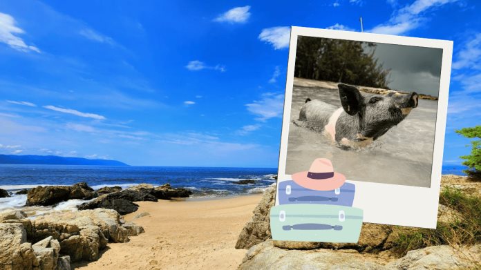 ¡No es en las Bahamas! Conoce la Pig Beach, playa de Jalisco que debes visitar en tus vacaciones ¡No es en las Bahamas! Conoce la Pig Beach, playa de Jalisco que debes visitar en tus vacaciones