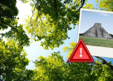 "El Chechén , un árbol de Yucatán que se destaca por ser de alto riesgo al tocarlo