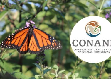 Estas son las acciones que puedes hacer para proteger a la mariposa monarca| Conanp