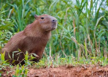 ¿Es legal tener un capibara de mascota en México? Esto se sabe respecto a ello