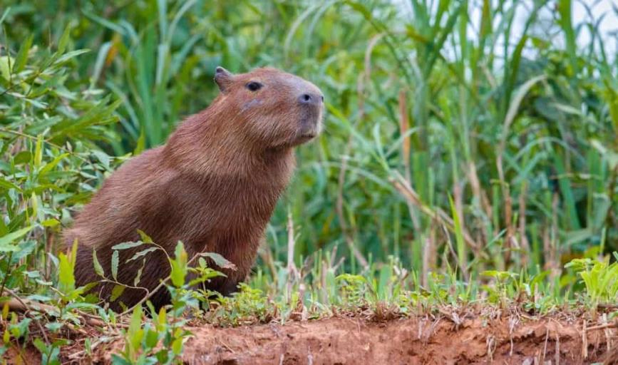 ¿Es legal tener un capibara de mascota en México? Esto se sabe respecto a ello