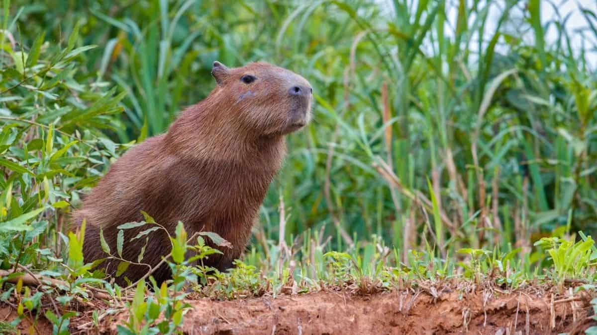 ¿Es legal tener un capibara de mascota en México? Esto se sabe respecto a ello