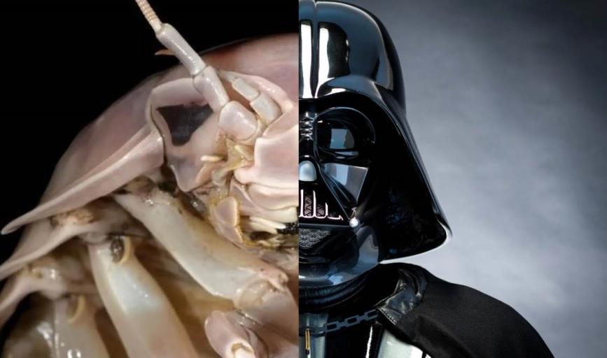 Descubren nueva especie de isópodo gigante marino y es nombrada en honor a Darth Vader