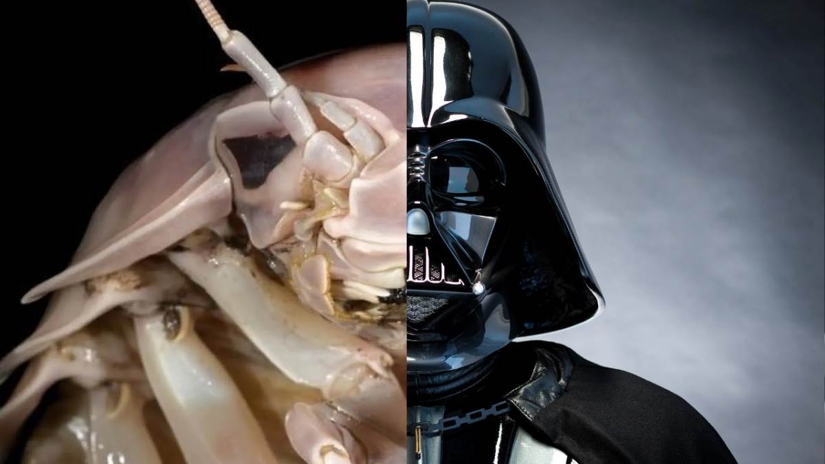 Descubren nueva especie de isópodo gigante marino y es nombrada en honor a Darth Vader