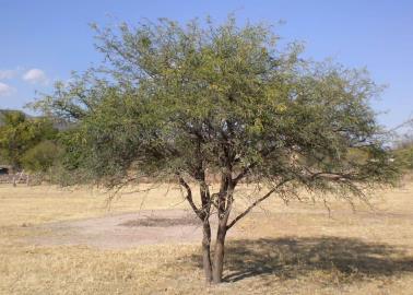 Esta resina es una "mina de oro" del desierto de Sonora. ¡Te la presentamos!