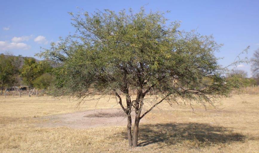 Esta resina es una "mina de oro" del desierto de Sonora. ¡Te la presentamos!