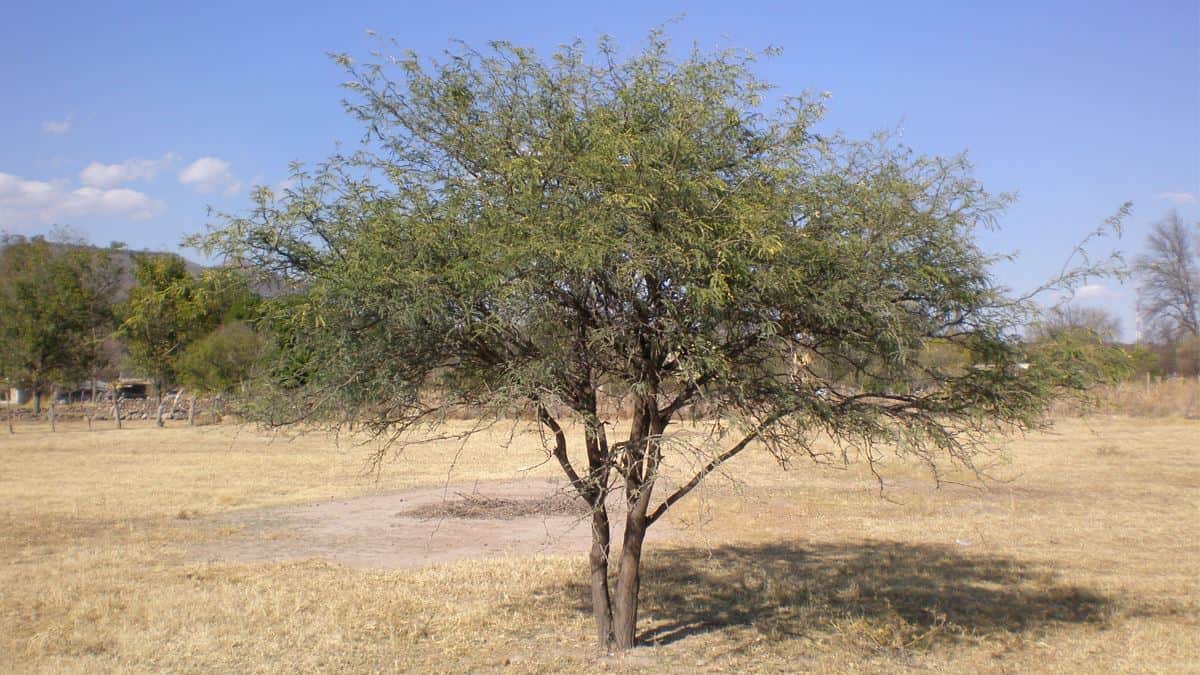 Esta resina es una mina de oro del desierto de Sonora. ¡Te la presentamos!