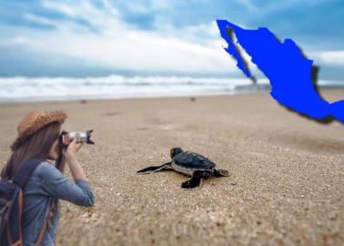 VIDEOS | ¿Cuáles son los 3 mejores lugares de México para ver tortugas, según la IA?